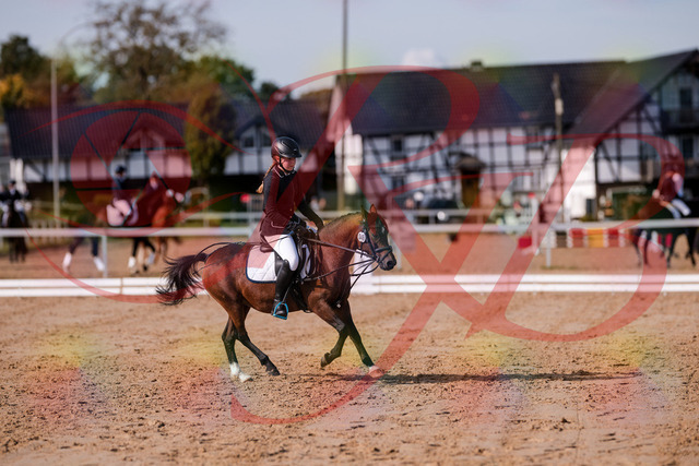 2026_10_03_Siefer-Hof_121020_Z81_12353376 | Professionelle Reitsport-, Turnier- und Eventfotografie von Robert Broda. Galerien mit ausgewählten und bearbeiteten Bildern direkt online ansehen und bestellen.