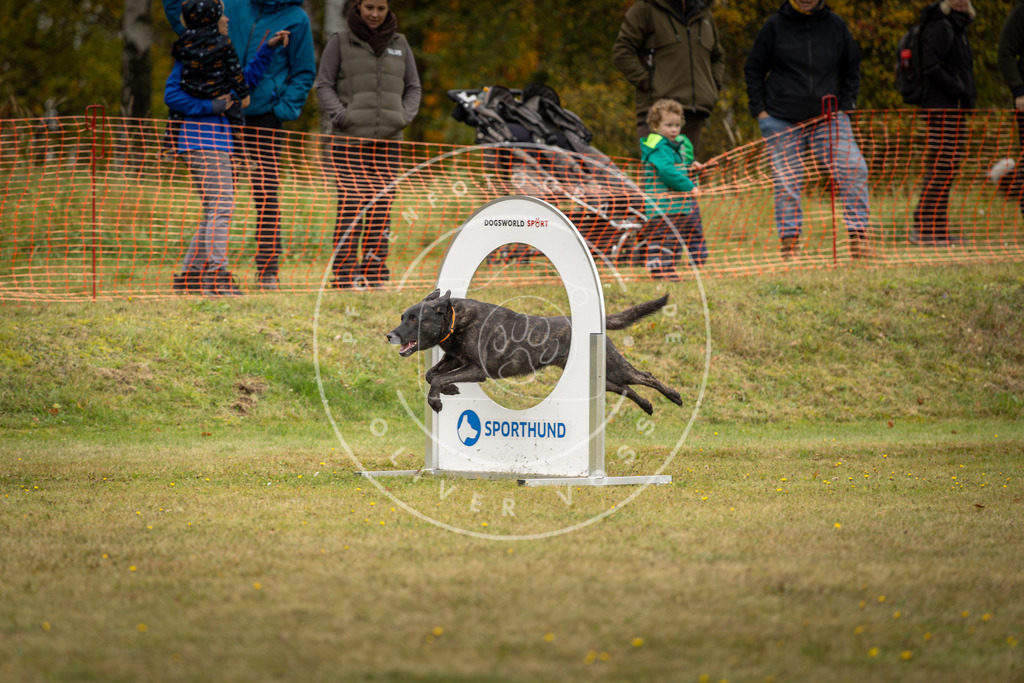 Pfotenfotografie_DV3A4812 | Hundefotografie, Tierfotograf, Pfotenfotografie, Fotoshooting Hund, Hunde Portrait, Hundesport, Hundeportraits, Heideshooting, Hunde, Sportfotograf, Hundefotograf, Turnierhundsport, THS,  - Realisiert mit Pictrs.com