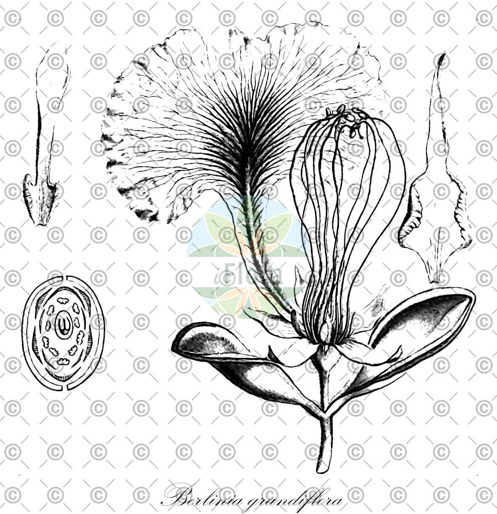 HistAbb_wfo-0000326082_1_ENZY_Simple | Historische Abbildung von Berlinia grandiflora - Fabaceae | Historical Illustration of Berlinia grandiflora - Fabaceae