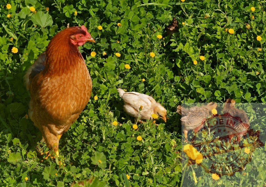 Hen and chicks enjoying green grass with yellow flowers | Hen walking with three chicks on green grass field with yellow flowers - Realized with Pictrs.com