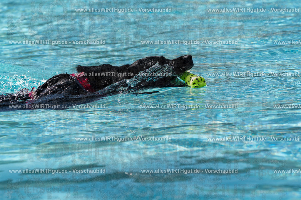 Hundeschwimmen_Volksbad_2026-allesWIRTHgut_Tierfotografie-2609061209-FAY06383 | Professionelle Tierfotografie in Mönchengladbach von Daniel Wirth (allesWIRTHgut). Liebevolle & natürliche Bilder von Hunden & Katzen für unvergessliche Erinnerungen.