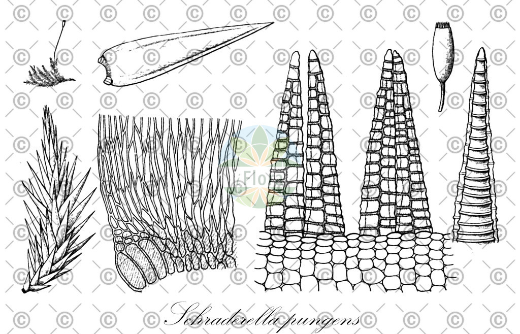 HistAbb_wfo-0001068114_1_ENZY_Simple | Historische Abbildung von Schraderella pungens - Sematophyllaceae | Historical Illustration of Schraderella pungens - Sematophyllaceae