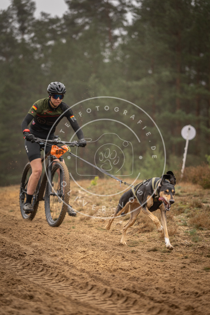 Pfotenfotografie_DV3A2847 | Hundefotografie, Tierfotograf, Pfotenfotografie, Fotoshooting Hund, Hunde Portrait, Hundesport, Hundeportraits, Heideshooting, Hunde, Sportfotograf, Hundefotograf, Turnierhundsport, THS,  - Realisiert mit Pictrs.com