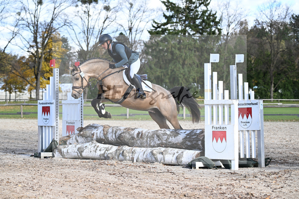 Kat-Nr. 11 Magnus HL v. Mescal_ZG Donau-Ries_43250659 | hf-fotografie - Realisiert mit Pictrs.com