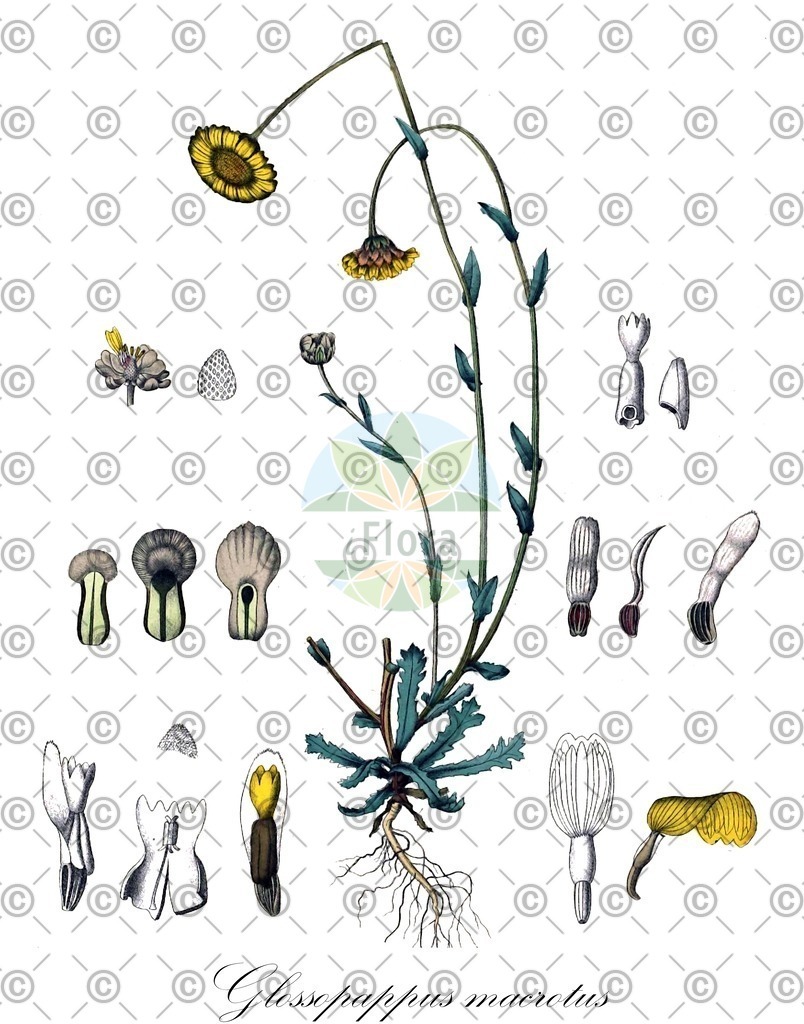 HistAbb_wfo-0000704102_1_ENZY_Simple | Historische Abbildung von Glossopappus macrotus - Asteraceae | Historical Illustration of Glossopappus macrotus - Asteraceae