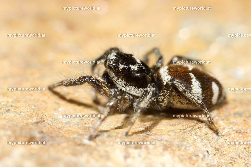 Zebraspringspinne-031 | Das Bilderarchiv über Tiere, Planzen und Landschaften. In der Bilddatenbank finden Sie ein große Auswahl an hochwertigen Bilder für Ihre Werbung - Realisiert mit Pictrs.com
