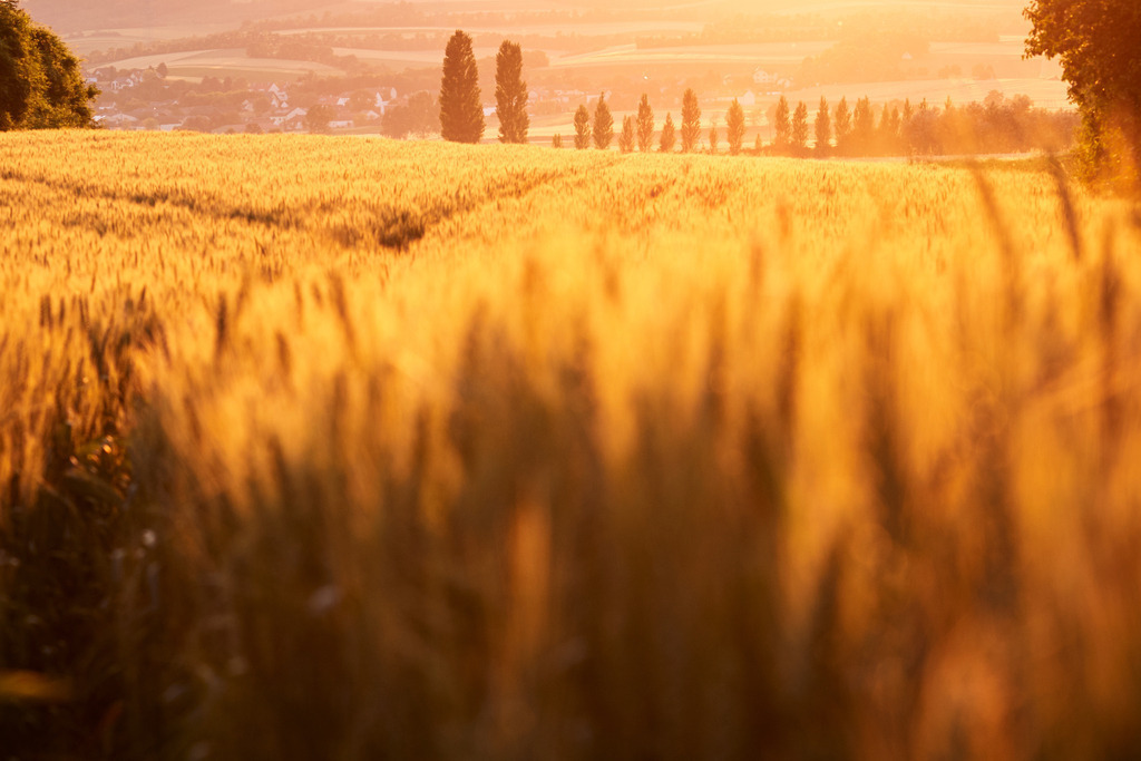 Getreidefeld im roten Abendlicht | Seebarn, Austria - June 21, 2016: Kellergasse-Kellerweg; Getreidefeld im roten Abendlicht, im Hintergrund eine Baumallee. - Realisiert mit Pictrs.com