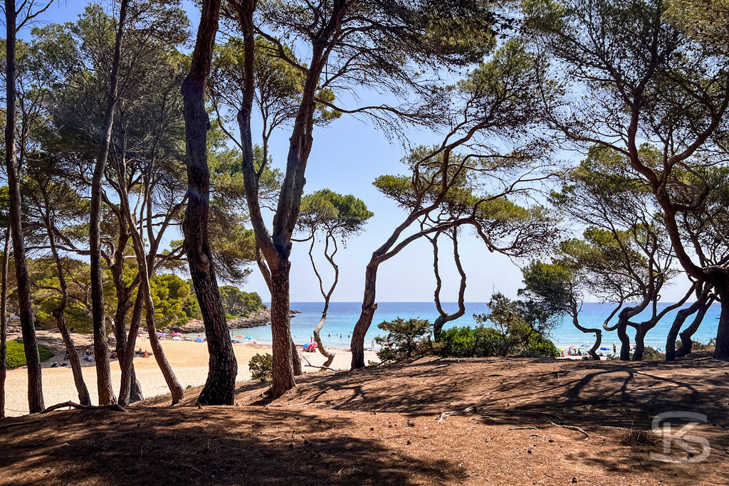 Blick durch Pinien auf die Bucht Cala Agulla, Mallorca | Durch hohe Pinienstämme hindurch geht der Blick auf den hellen Sandstrand und das türkisfarbene Meer der Bucht Cala Agulla auf Mallorca unter strahlend blauem Himmel. - Realisiert mit Pictrs.com