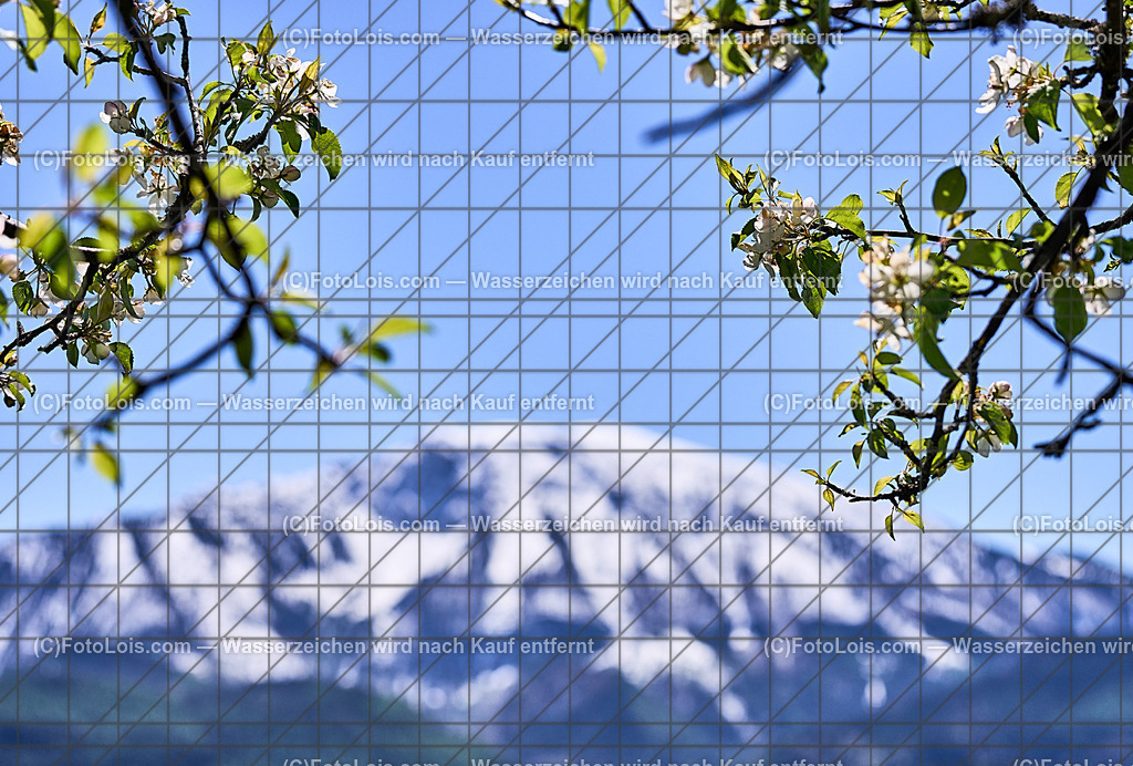 ALP4605_Hochbaerneck_Baumbluete-weisser Oetscher | (C)FotoLois.com, Alois Spandl. Weißer ÖTSCHER im Frühling, Blühender Obstbaum am Hochbärneck mit Ötscher, Sa 27. April 2024.