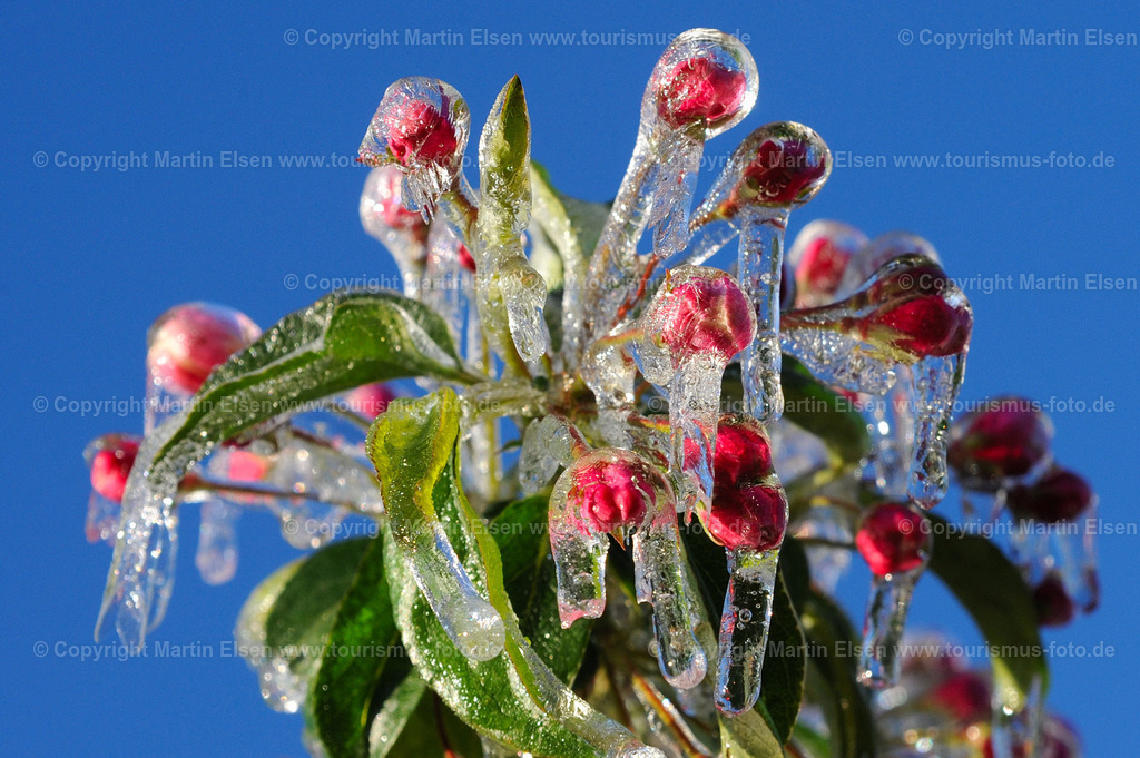 Gefrorene Blüten_ELS_323913125e | Altes Land  - Aufnahmedatum: 05.05.2010, Aufnahmehöhe:  m, Koordinaten:  - , Bildgröße: 4256 x  2832 Pixel - Copyright 2010 by Martin Elsen, Kontakt: Tel.: +49 157 74581206, E-Mail: info@schoenes-foto.deSchlagwörter: - Realisiert mit Pictrs.com