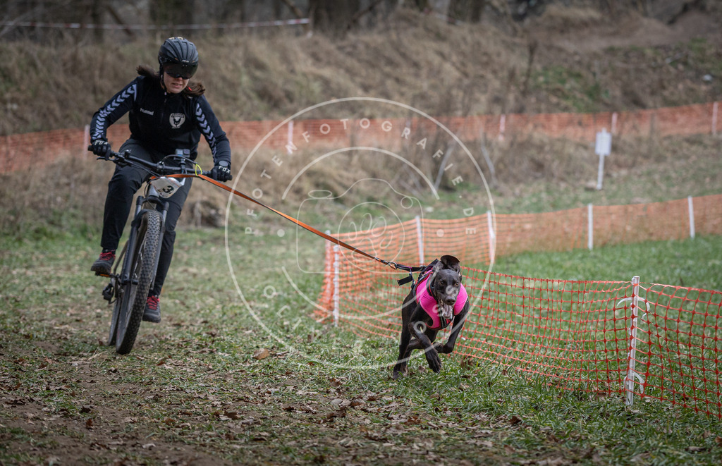 Pfotenfotografie_DV3A9598 | Hundefotografie, Tierfotograf, Pfotenfotografie, Fotoshooting Hund, Hunde Portrait, Hundesport, Hundeportraits, Heideshooting, Hunde, Sportfotograf, Hundefotograf, Turnierhundsport, THS,  - Realisiert mit Pictrs.com