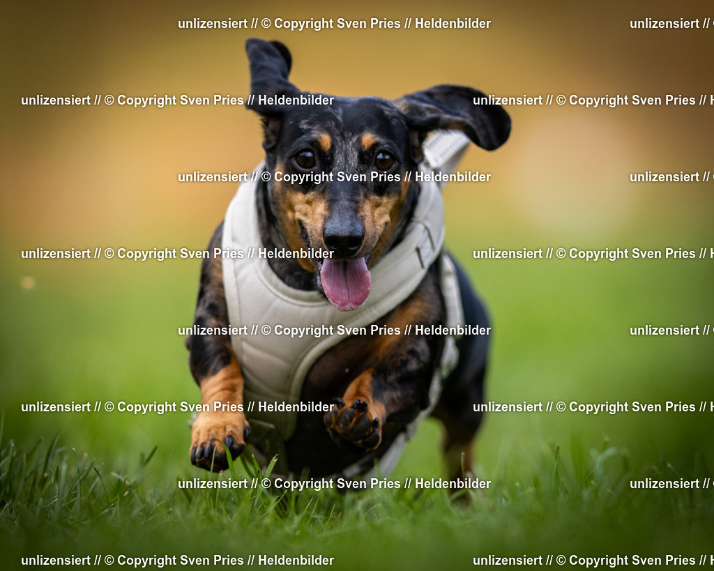 Sven Pries | 2025-04-13 - Hunderennen Baden-Baden - Realisiert mit Pictrs.com