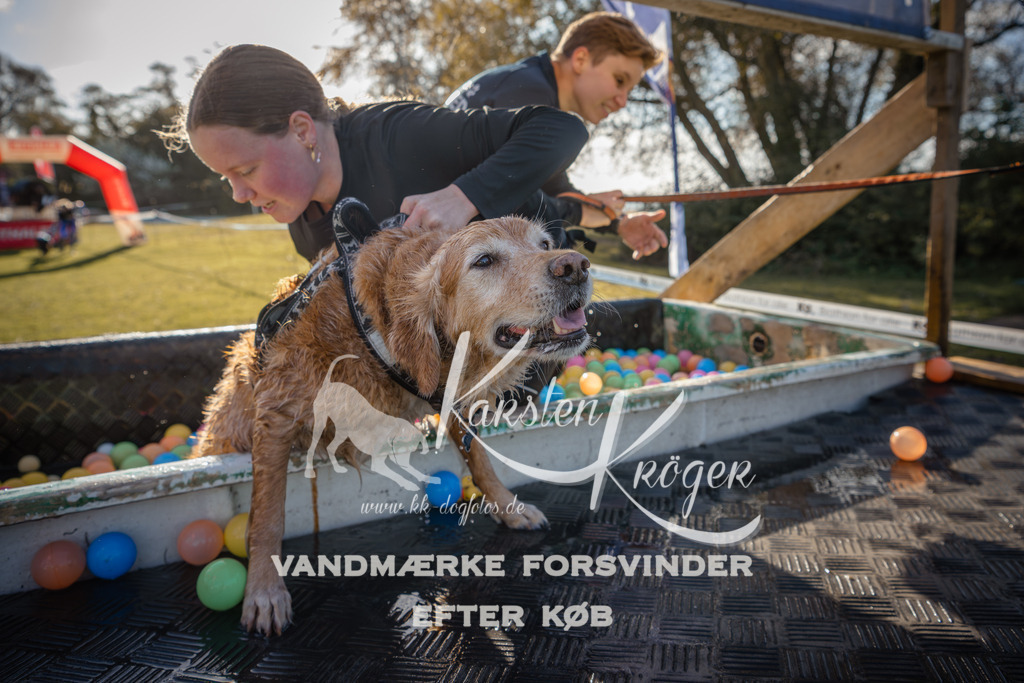 1017_ZZ90151 | kk-dogfotos