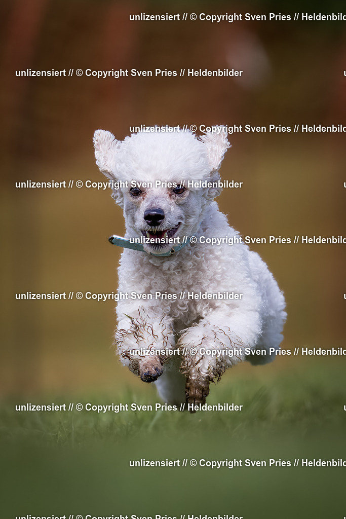 Hunderennen_Baden-Baden_235 | Heldenbilder - Realisiert mit Pictrs.com