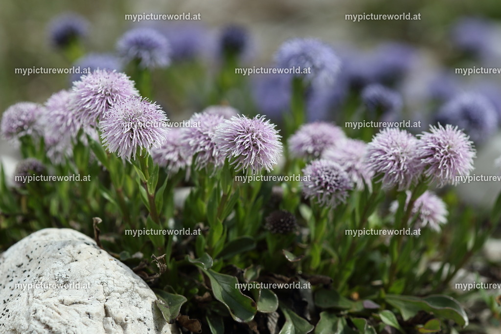 Echte Kugelblume-022 | Das Bilderarchiv über Tiere, Planzen und Landschaften. In der Bilddatenbank finden Sie ein große Auswahl an hochwertigen Bilder für Ihre Werbung - Realized with Pictrs.com