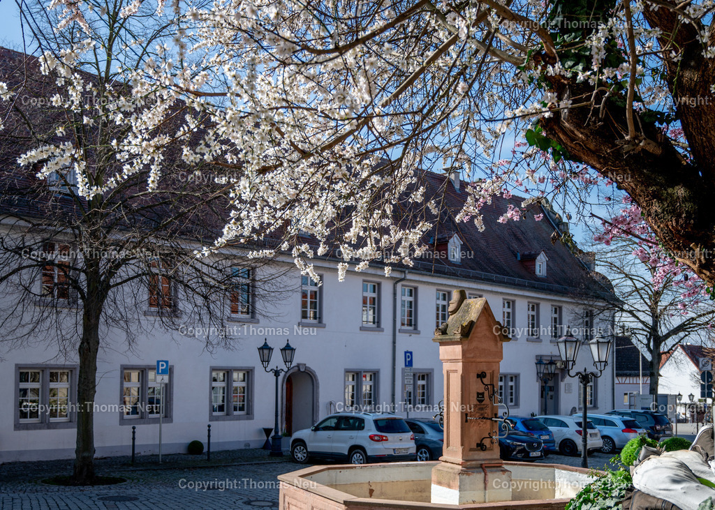 DSC_9124 | Zwingenberg in Frühlingslaune, hier am Löwenplatz, ,, Bild: Thomas Neu