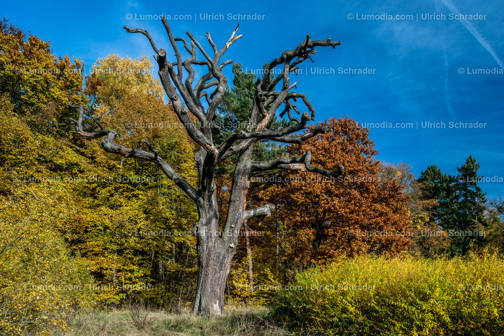10049-4593 - Landschaftspark Degenershausen | Stockfoto und Bilderpool mit Bildmaterial aus Deutschland, dem Harz, Halberstadt, Quedlinburg, Wernigerode und weltweit. Qualitativ hochwertige und professionelle Fotos anschauen und kaufen. - Realisiert mit Pictrs.com