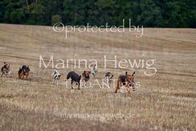 08-23 Bredeneek Jagd_MCH8844_Marina Hewig | Fotografie, FotoArt, PferdesportArt, Pferdesportfotografie, Landschaftsfotografie, Reisefotografie, Reise, Pferde - Realisiert mit Pictrs.com