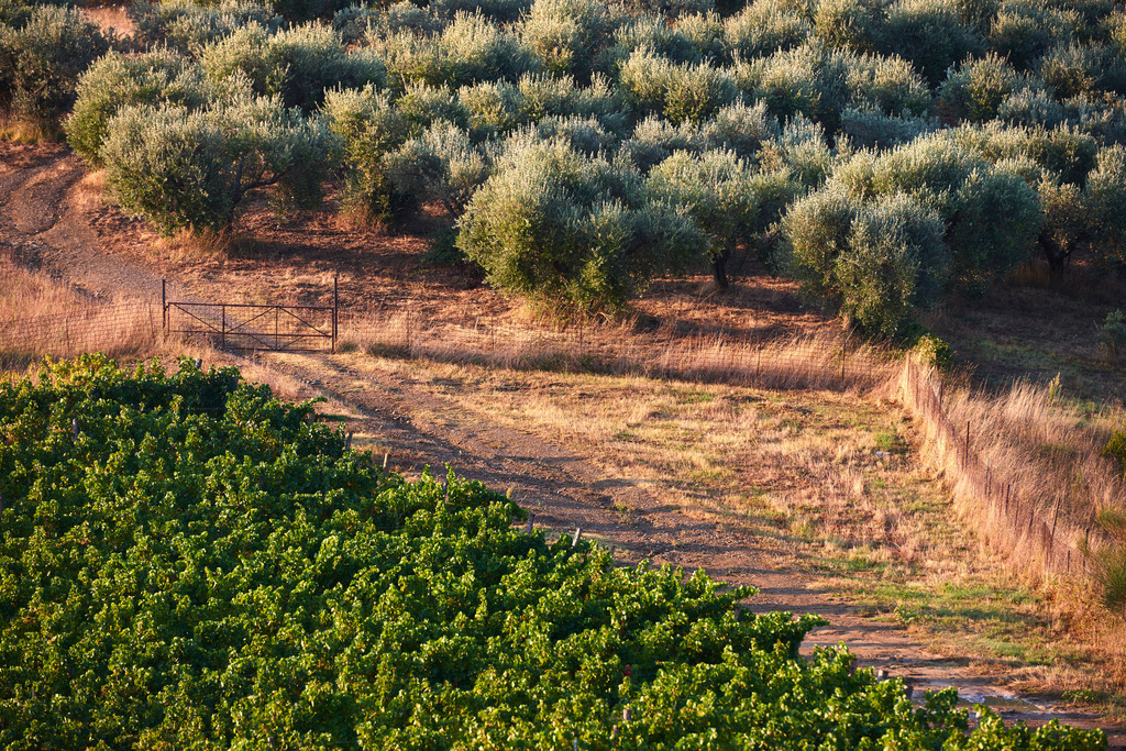 Olivenbaumplantage im Morgenlicht | Castel Rigone, Italien - September 01, 2016: Olivenbaumplantage im Morgenlicht. - Realisiert mit Pictrs.com