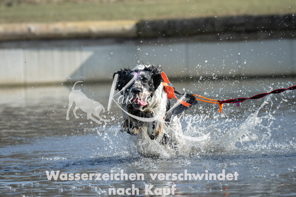 1342_ZZ97996 | kk-dogfotos