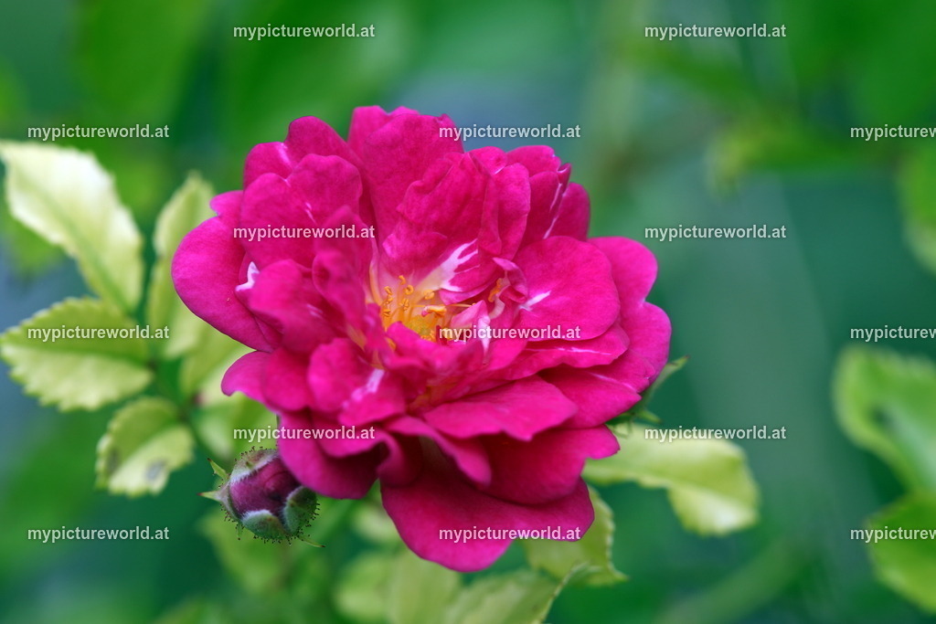 Essig-Rose-005 | Das Bilderarchiv über Tiere, Planzen und Landschaften. In der Bilddatenbank finden Sie ein große Auswahl an hochwertigen Bilder für Ihre Werbung - Realisiert mit Pictrs.com