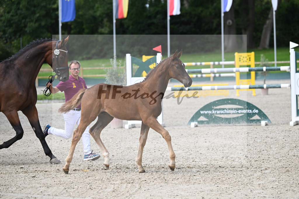 Fohlenauktion Next Chance_49220068 | hf-fotografie - Realisiert mit Pictrs.com