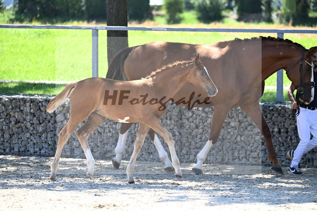 Kat-Nr. 6 Santos x Johnson_SF_Voglsang_26250361 | hf-fotografie - Realisiert mit Pictrs.com