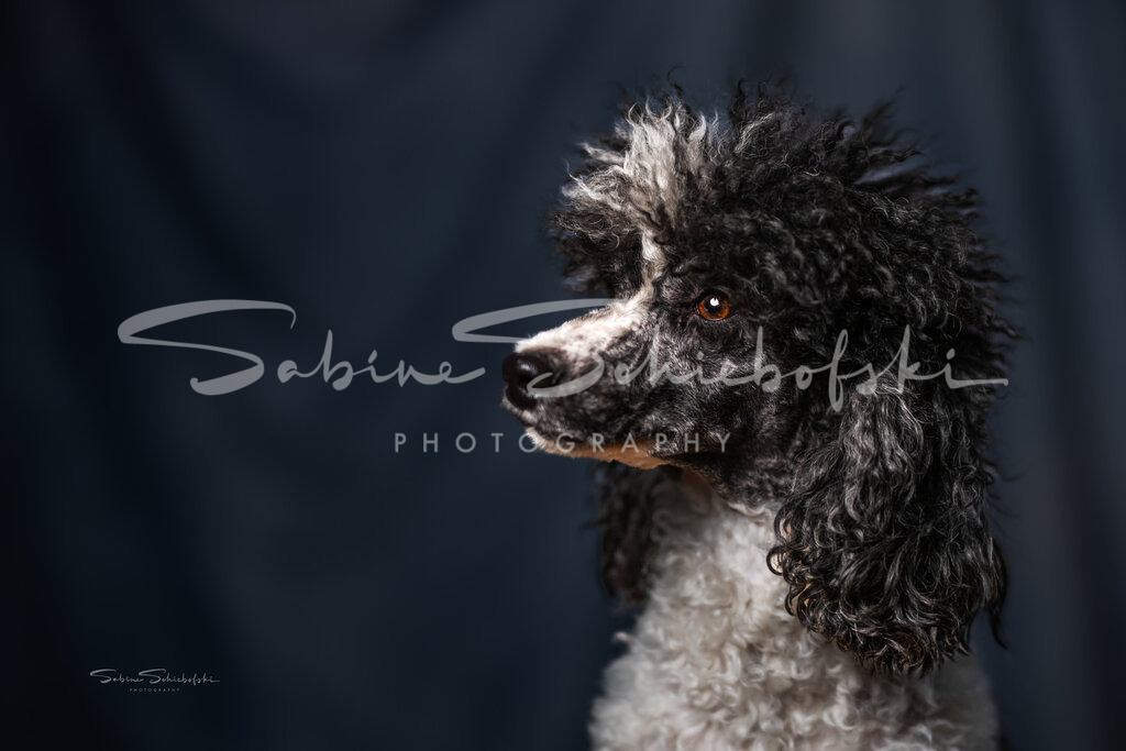 "Pepsi" Pudel | People- und Tierfotografie, Imageaufnahmen, Veranstaltungsfotografie und Wandbilder aus der Natur ★ Made in Germany ✔️ Druck + Downloads ✔️ Naturfotografie in Top Qualität ★ schneller Versand, weltweite Lieferung! - Realisiert mit Pictrs.com