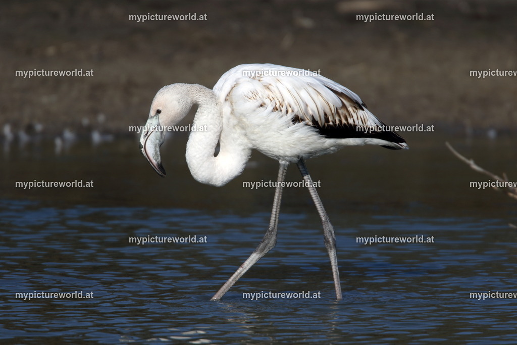 Rosaflamingo-045 | Das Bilderarchiv über Tiere, Planzen und Landschaften. In der Bilddatenbank finden Sie ein große Auswahl an hochwertigen Bilder für Ihre Werbung - Realisiert mit Pictrs.com