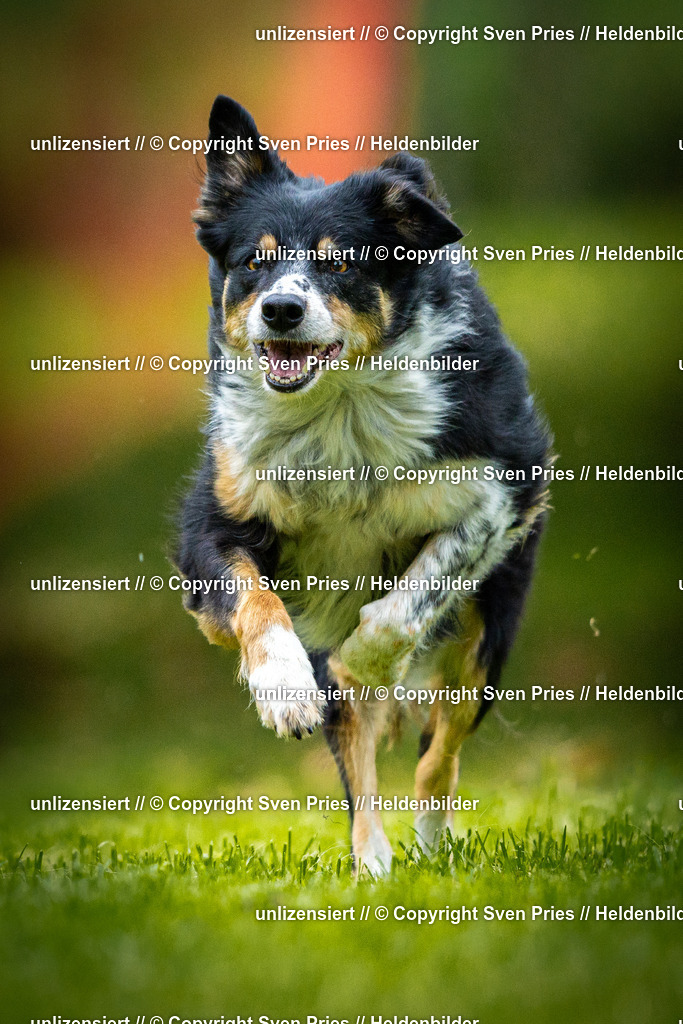 Sven Pries | 2025-09-21 - Hunderennen Baden-Oos - Realisiert mit Pictrs.com