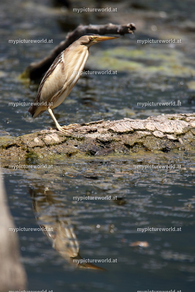 Zwergdommel-034 | Das Bilderarchiv über Tiere, Planzen und Landschaften. In der Bilddatenbank finden Sie ein große Auswahl an hochwertigen Bilder für Ihre Werbung - Realized with Pictrs.com