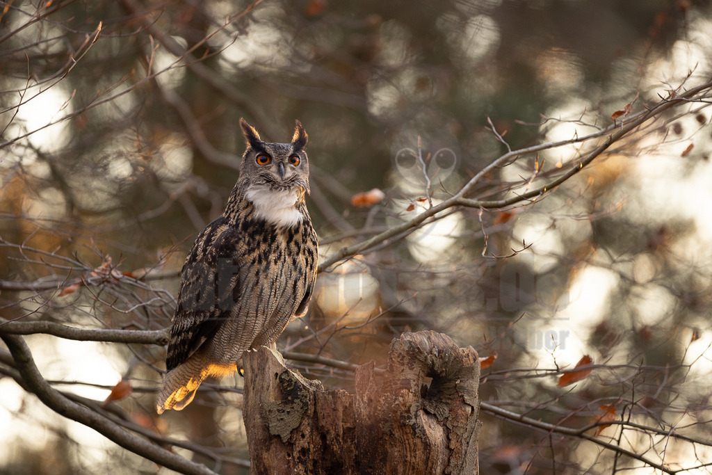 R5NF1196_20241201 | Der Uhu ist kein Lebensraum-Spezialist. Optimale Lebensräume beinhalten jedoch Felsen mit freiem Anflug für die Horstanlage, nicht zu große Wälder als Tageseinstand, wo sie Schutz suchen können, Freiflächen und ganzjährig eisfreie Gewässer als bevorzugtes Jagdgebiet. In nahrungsreichen Lebensräumen erreicht der Uhu bei entsprechend günstiger Verteilung von potentiellen Felsbrutplätzen (z.B. in der Eifel) eine hohe Dichte. - Realisiert mit Pictrs.com