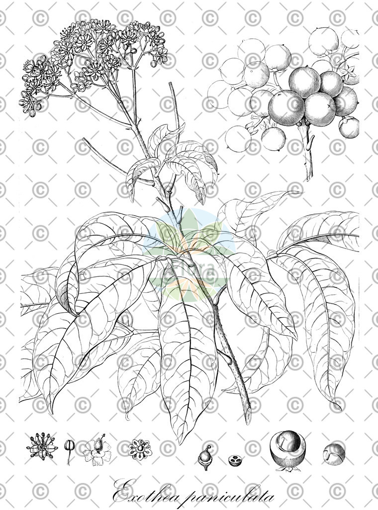 HistAbb_wfo-0001040230_1_ENZY_Simple | Historische Abbildung von Exothea paniculata - Sapindaceae | Historical Illustration of Exothea paniculata - Sapindaceae