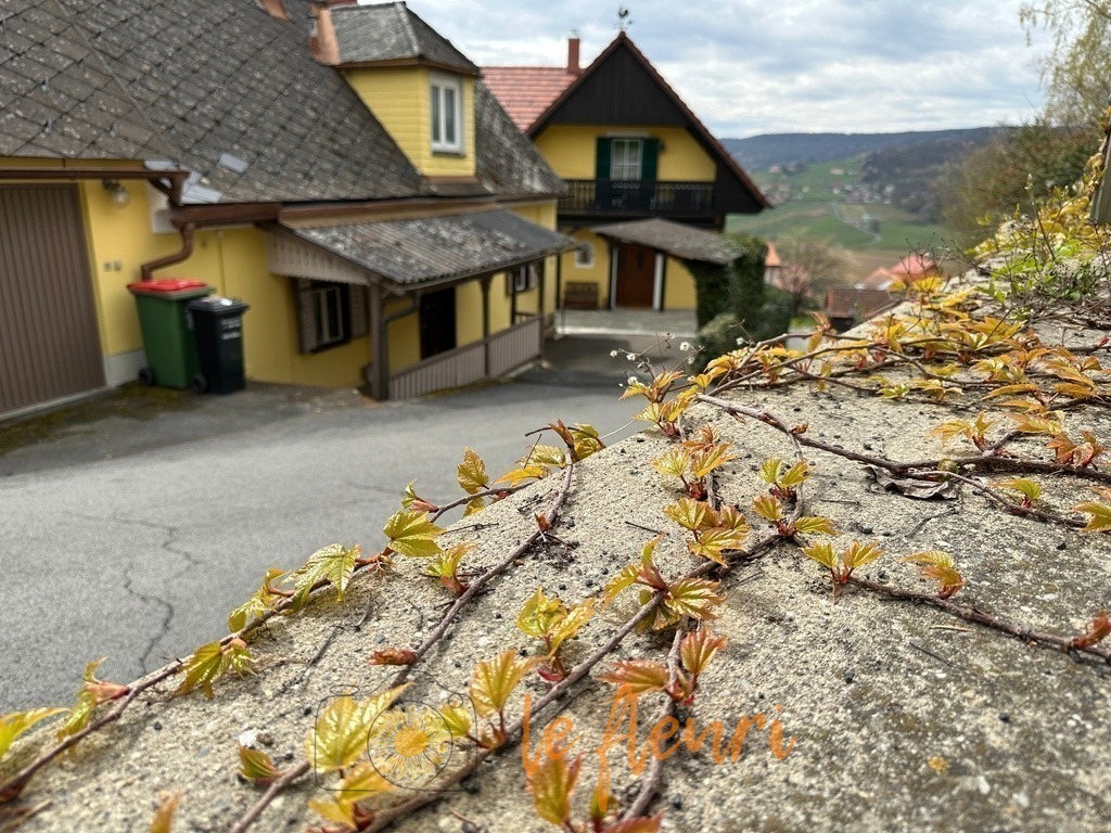 Weinreben St. Anna a. Aigen | Dies ist der Shop von Florian Blum - le fleuri. Langenthal, Bern, Schweiz. Sie können hier meine oder ihre eigenen Fotos als Fotoprodukte kaufen. Tassen, Schlüsselanhänger, Taschen etc. können Sie hier gestalten.  - Realisiert mit Pictrs.com