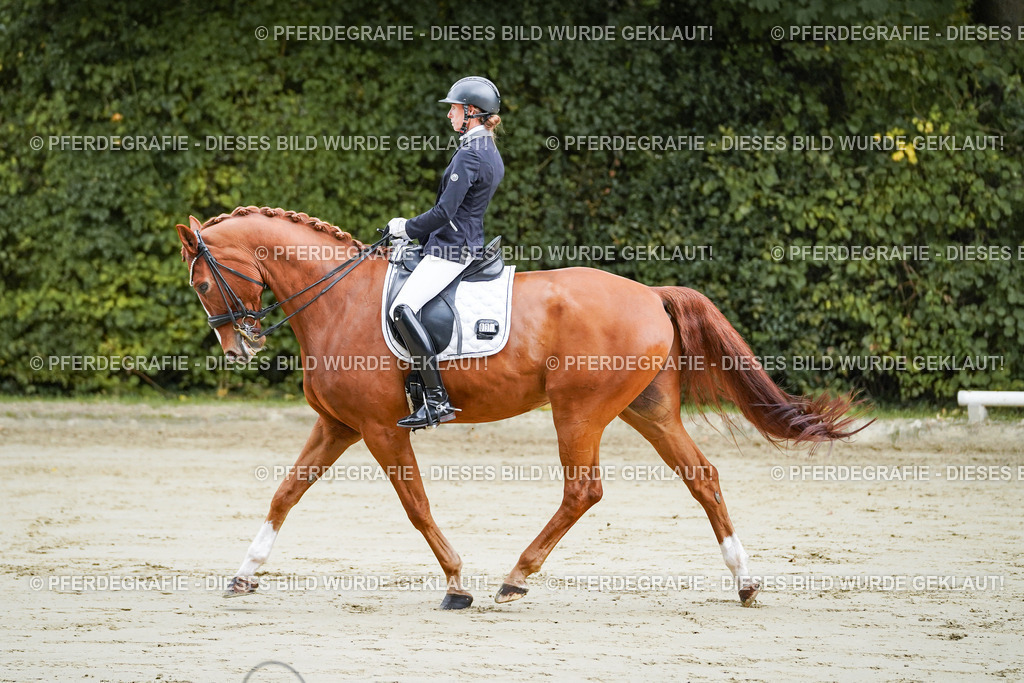 DSC08077 | Pferdegrafie