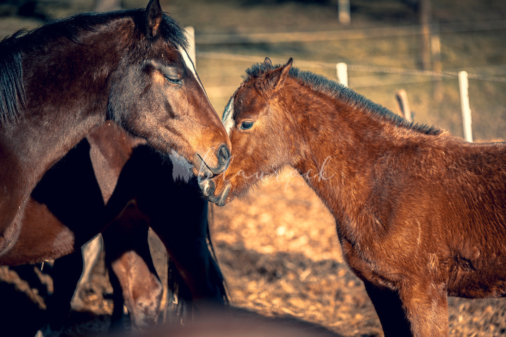 701A5047 | Sportbilder, Sportfotograf, Hochzeits- und Eventfotografin, Flugshows, Portraits und Tiershooting, Aviation, Downhill, Nationalleague, Swissleague, International