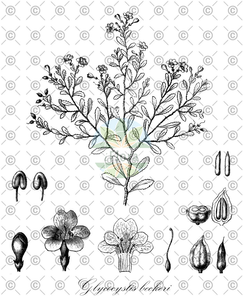 HistAbb_wfo-0000704656_1_ENZY_Simple | Historische Abbildung von Glycocystis beckeri - Scrophulariaceae | Historical Illustration of Glycocystis beckeri - Scrophulariaceae