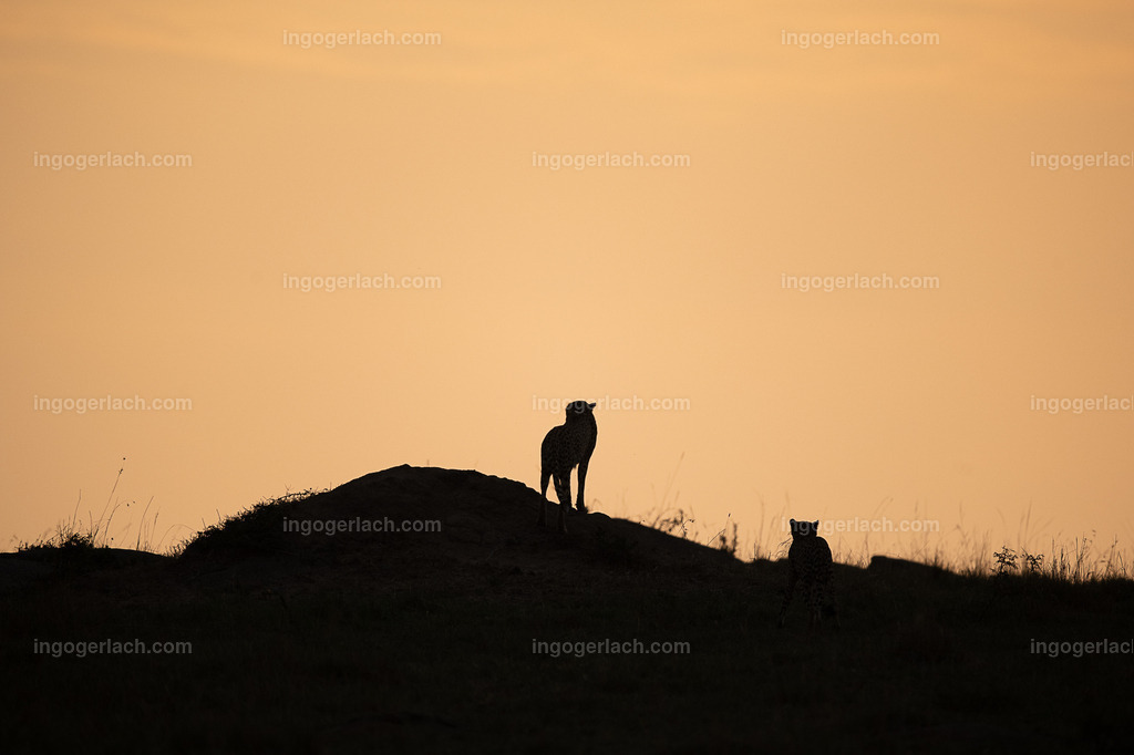Die Gepardenkoalition beim Sonnenuntergang | Einer der fünf Gepardenbrüder oder auch Gepardenkoalition genannt fotogen auf einem Hügel bei Sonnenuntergang
