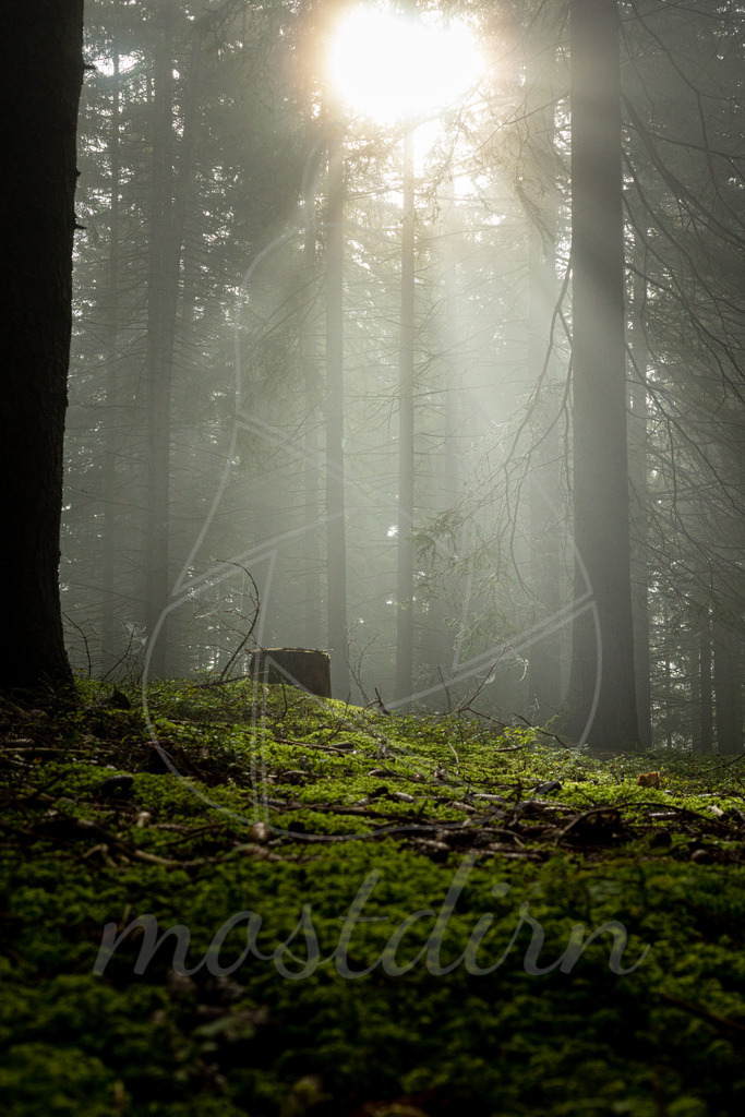 Waldspaziergang | Bei Veröffentlichung des Bildes ist eine Namensnennung wie folgt erforderlich: 
Foto: Mostdirn Irmgard Wieser - Realisiert mit Pictrs.com