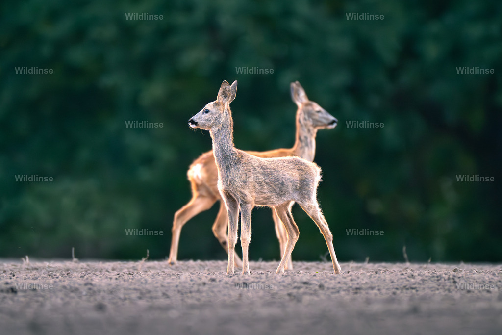 Wildlinse-250925-1 | Willkommen bei Wildlinse. Wildtierfotografien aus Schleswig-Holstein: Entdecke einzigartige Fine-Art-Prints und Poster, die Ruhe, Wildnis und die Schönheit unserer heimischen Tierwelt in dein Zuhause bringen. - Realisiert mit Pictrs.com