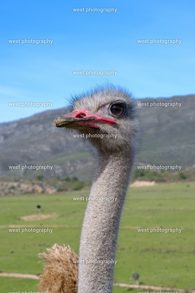Ostrich - RSA 2025 | west photography - Realisiert mit Pictrs.com