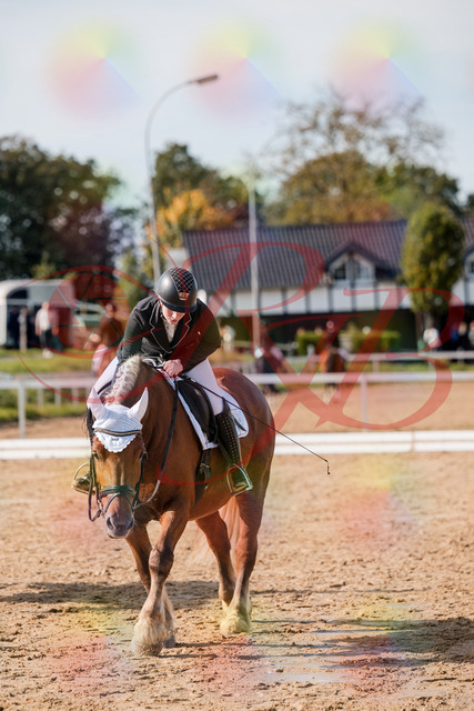 2026_10_03_Siefer-Hof_130543_Z63_69409196 | Professionelle Reitsport-, Turnier- und Eventfotografie von Robert Broda. Galerien mit ausgewählten und bearbeiteten Bildern direkt online ansehen und bestellen.