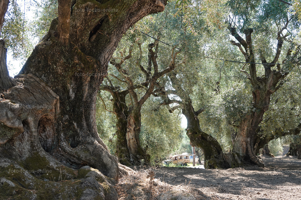 Stories of the Ancient Olive Trees | Ancient Olive Trees