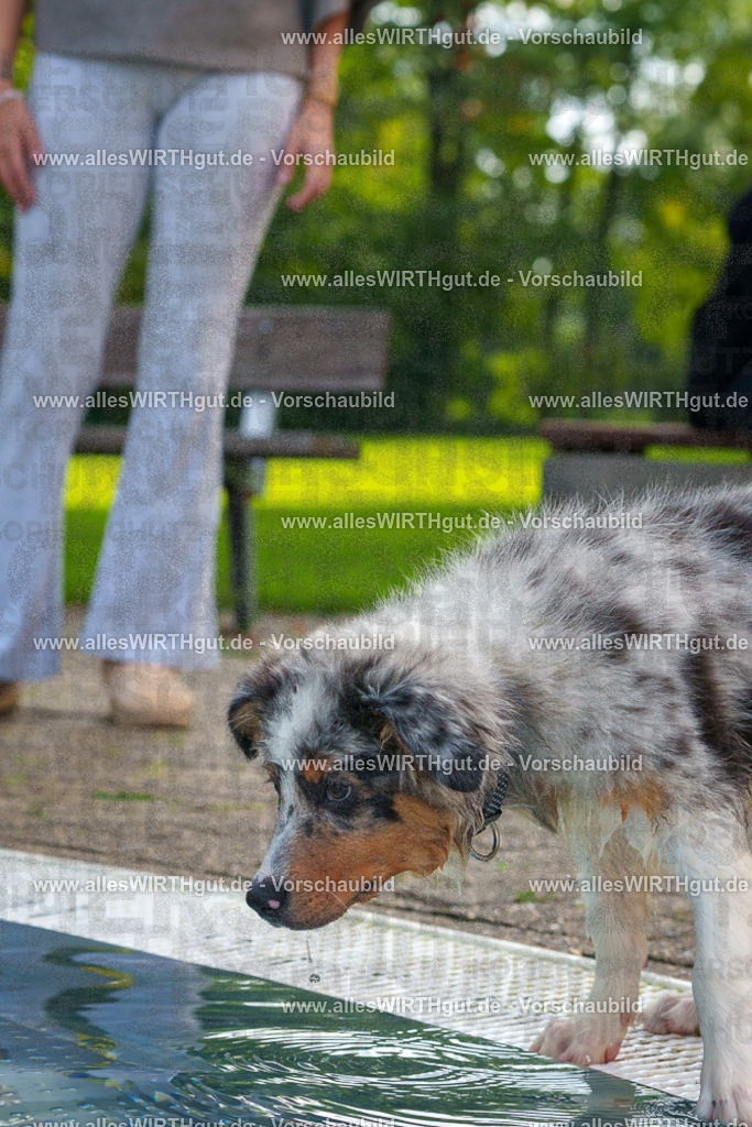 Hundeschwimmen_Grefrath_2026-allesWIRTHgut_Tierfotografie-13_24-FAY00600 | Professionelle Tierfotografie in Mönchengladbach von Daniel Wirth (allesWIRTHgut). Liebevolle & natürliche Bilder von Hunden & Katzen für unvergessliche Erinnerungen.