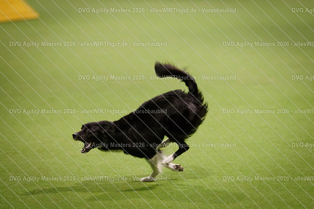 allesWIRTHgut_Tierfotografie-DVG_Agility_Masters_2026-15_36-7R502502 | Professionelle Tierfotografie in Mönchengladbach von Daniel Wirth (allesWIRTHgut). Liebevolle & natürliche Bilder von Hunden & Katzen für unvergessliche Erinnerungen.