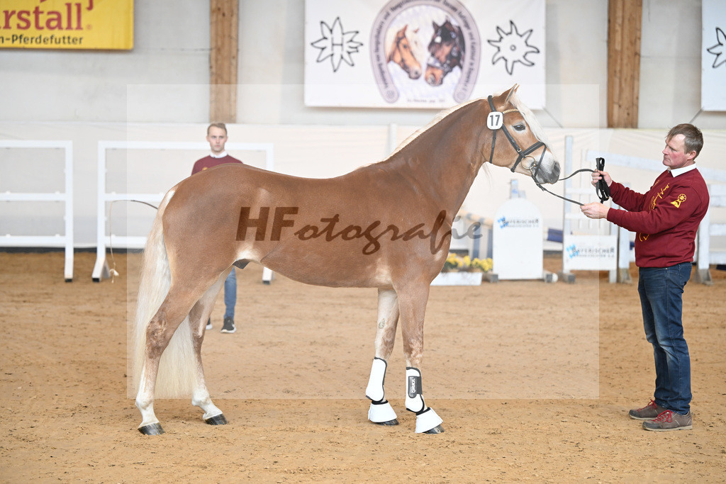 Kat-Nr. 17 v. Amore Mio_Stange_2230248 | hf-fotografie - Realisiert mit Pictrs.com