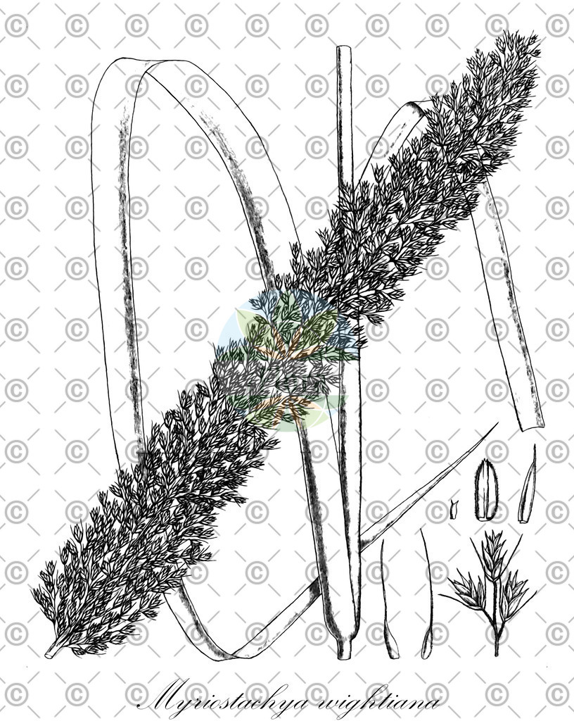 HistAbb_7PL9P_2_ENZY_Simple | Historische Abbildung von Myriostachya wightiana - Poaceae | Historical Illustration of Myriostachya wightiana - Poaceae