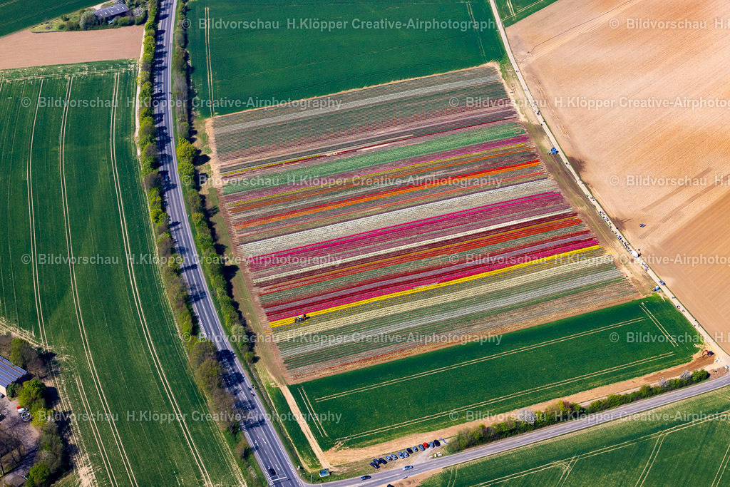 Luftbilder Grevenbroich-0453 | Luftbild Tulpen und Blumenfeld in Grevenbroich - Realisiert mit Pictrs.com