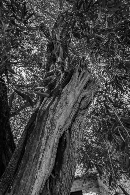 Olive Baum / Olea europaea, Olivia / Olive tree | Kreative Fotografie von Fotoloft-MaciejRusinek aus Frankfurt am Main. Große Motivauswahl in individuell ausgewählten Formaten auf unterschiedlichen Materialien. Bestellen bequem online.
Preise sind variable, je nach Material und Größe. 
 - Realisiert mit Pictrs.com