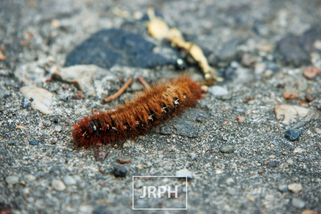 IMG_7926 | jrph - Realisiert mit Pictrs.com